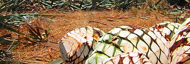 El Tesoro Tequila