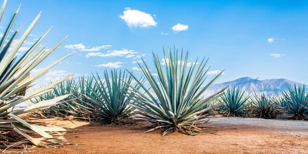 Tequila