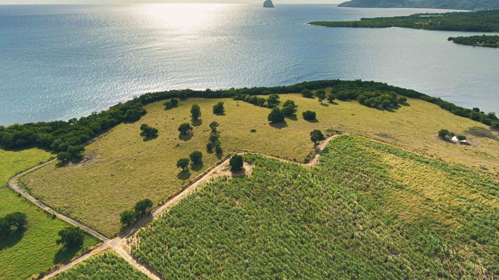What is rhum agricole?