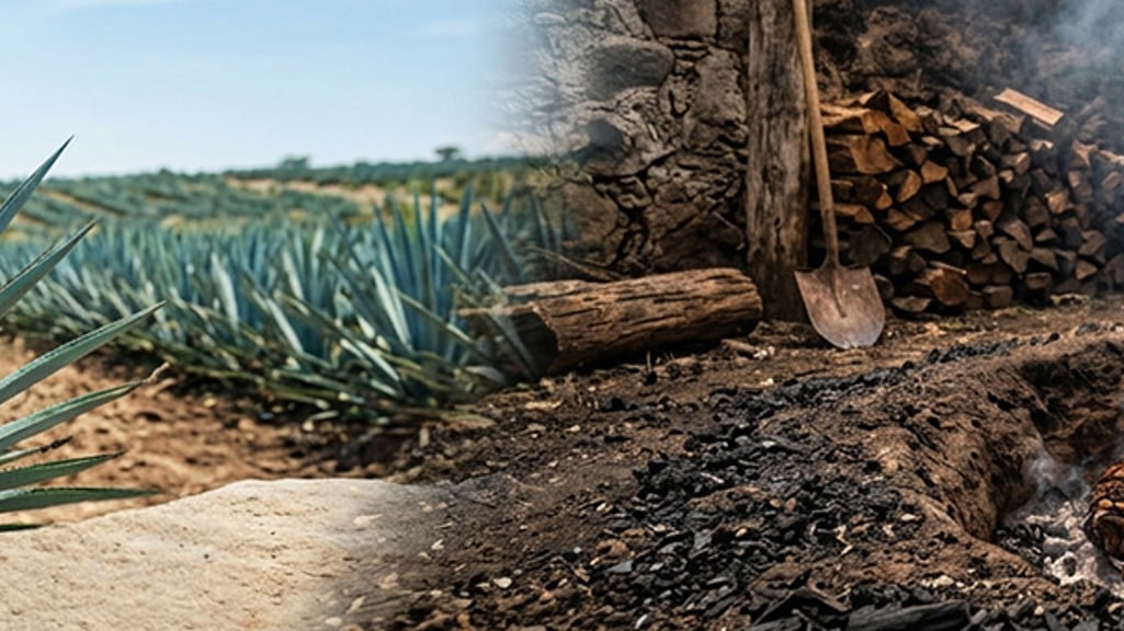 Tequila vs mezcal: What’s the difference?