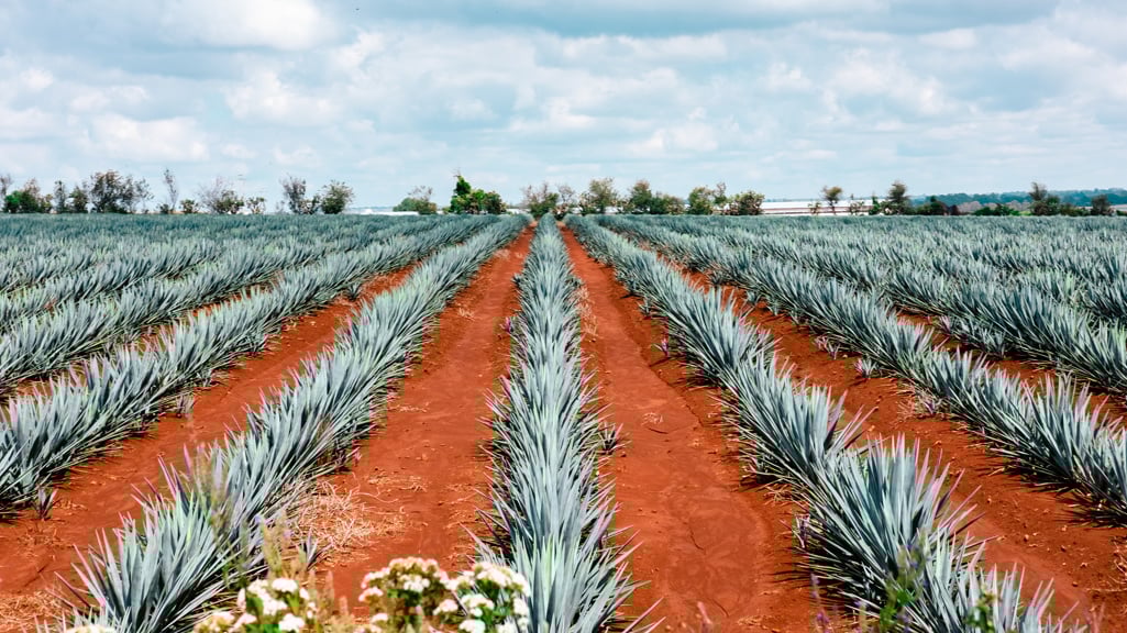 A guide to tequila