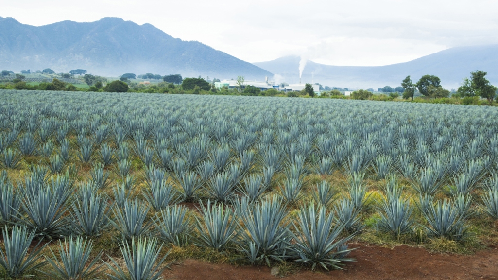 Beyond tequila and mezcal: more agave spirits