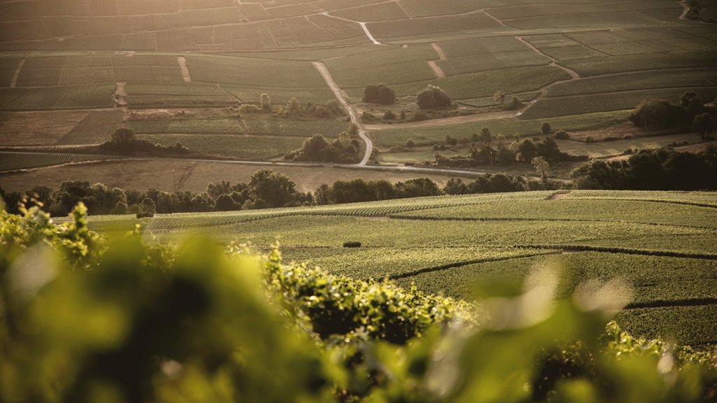 What is grower Champagne?
