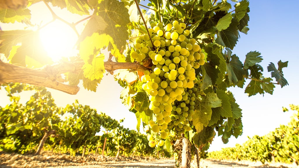 What is pisco?