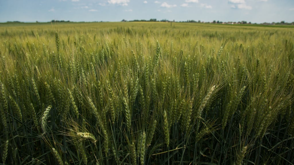 A guide to rye whiskey