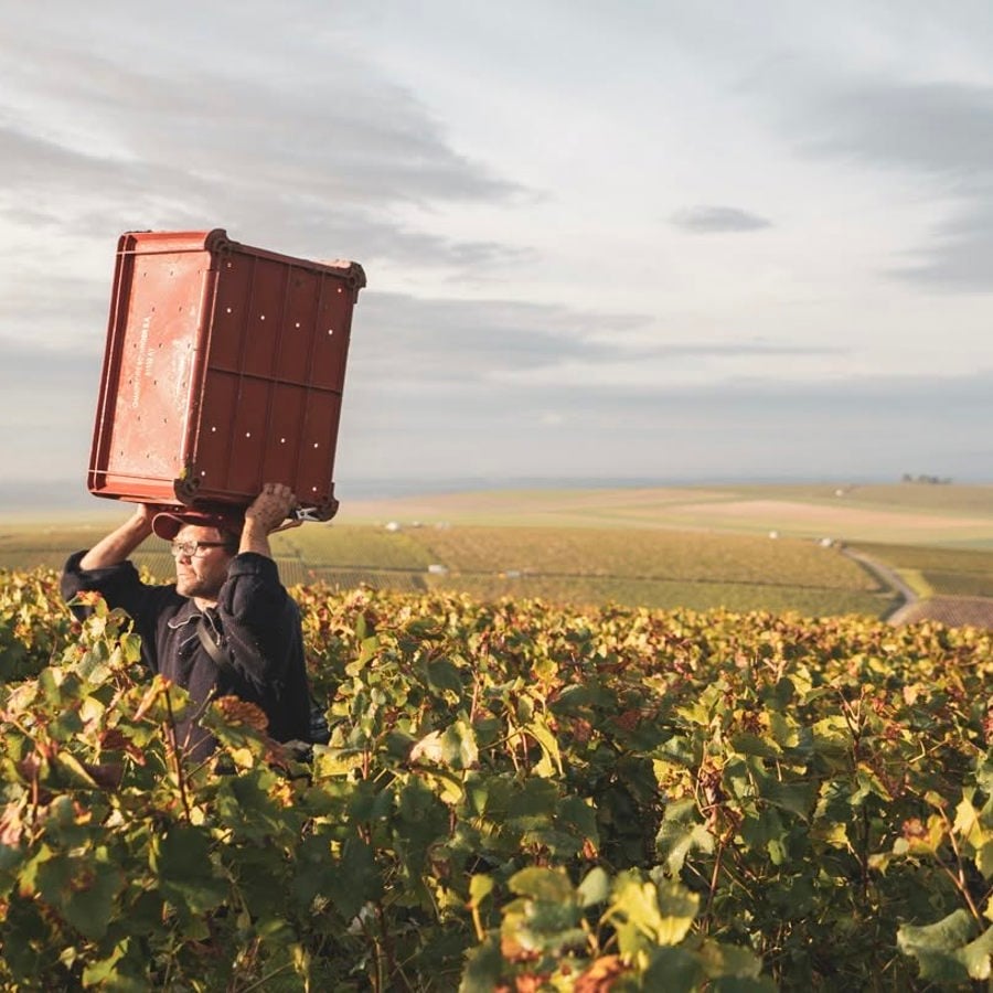Classics to Savour: A Champagne Walk Around Tasting (29 October)