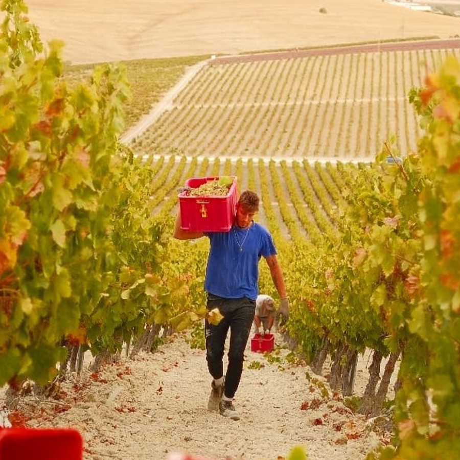 Fortifieds for Summer – a walk-around wine tasting (18 June 2026 19:30-21:30)