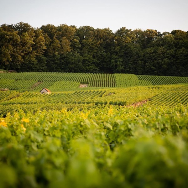 A Bunch of Grapes - A Grower Champagne Panel Masterclass (10 November)