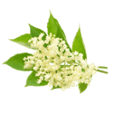 Character - Elderflower