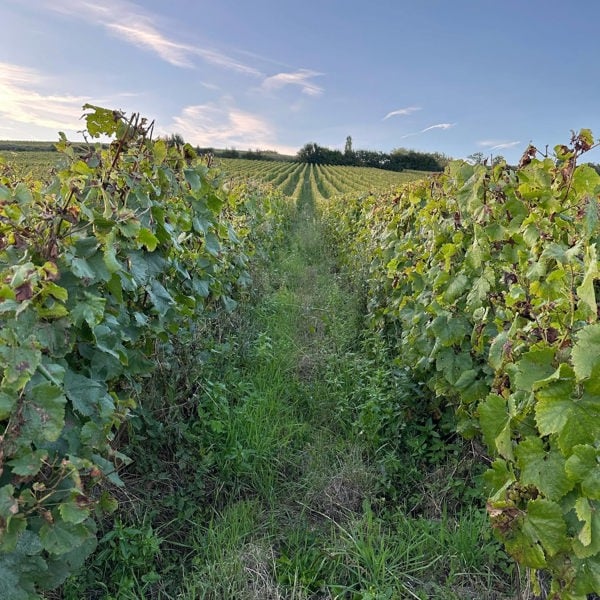 Wines to Discover: A Champagne Walk Around Tasting (22 October)