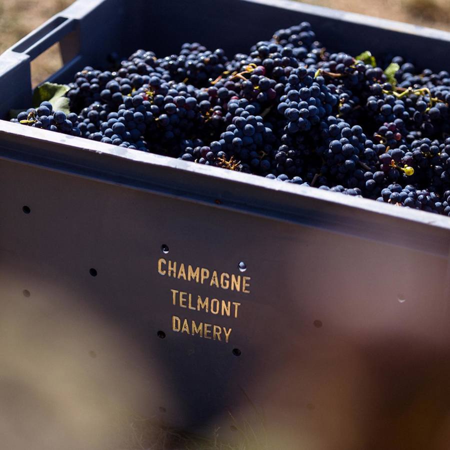 Sip & Shop with Champagne Telmont (Every Thursday in June)