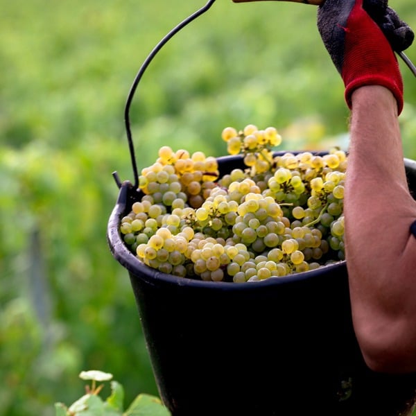 Taittinger: Now and Forever (3 June 2026)