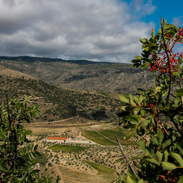 Quinta