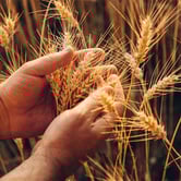 Grain Whisky