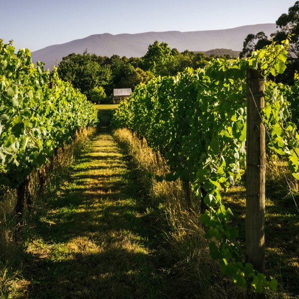 Summertime Reds - A Walk-Around Tasting (11 June 2026 19:30-21:30)
