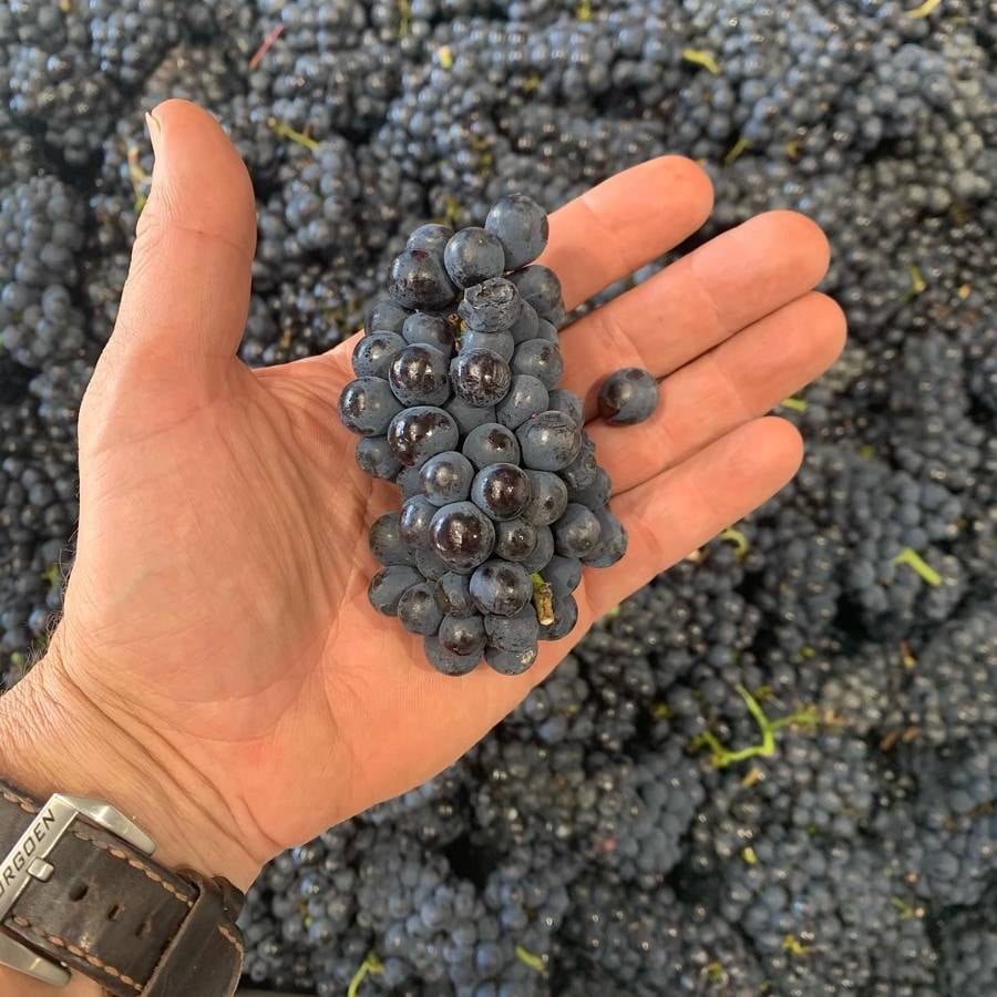 Summertime Reds - A Walk-Around Tasting (11 June 2026 19:30-21:30)