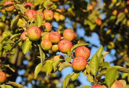 Calvados is made almost exclusively in Normandy, France