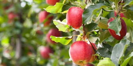 Cider