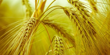 Wheat Whiskey