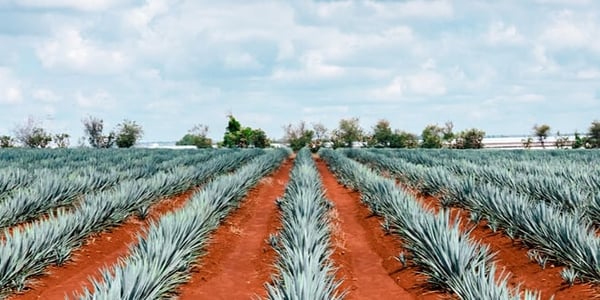 Mezcal