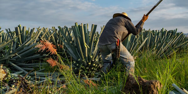 Mezcal