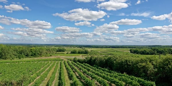 Pineau des CharentesFloc and Ratafia