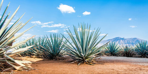 Tequila & Mezcal Offers