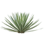 Character - Agave