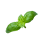 Character - Basil