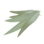 Character - Eucalyptus