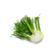 Character - Fennel