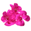 Character - Geranium