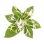 Character - Honeysuckle