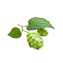 Character - Hops