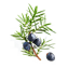 Character - Juniper