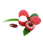 Character - Lychee