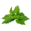 Character - Mint
