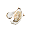 Character - Oysters