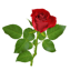 Character - Rose