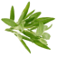 Character - Sage