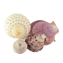 Character - Seashell
