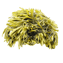Character - Seaweed