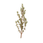 Character - Thyme