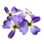 Character - Violet