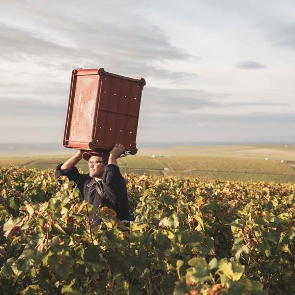 Classics to Savour: A Champagne Walk Around Tasting (29 October)