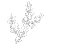 Juniper