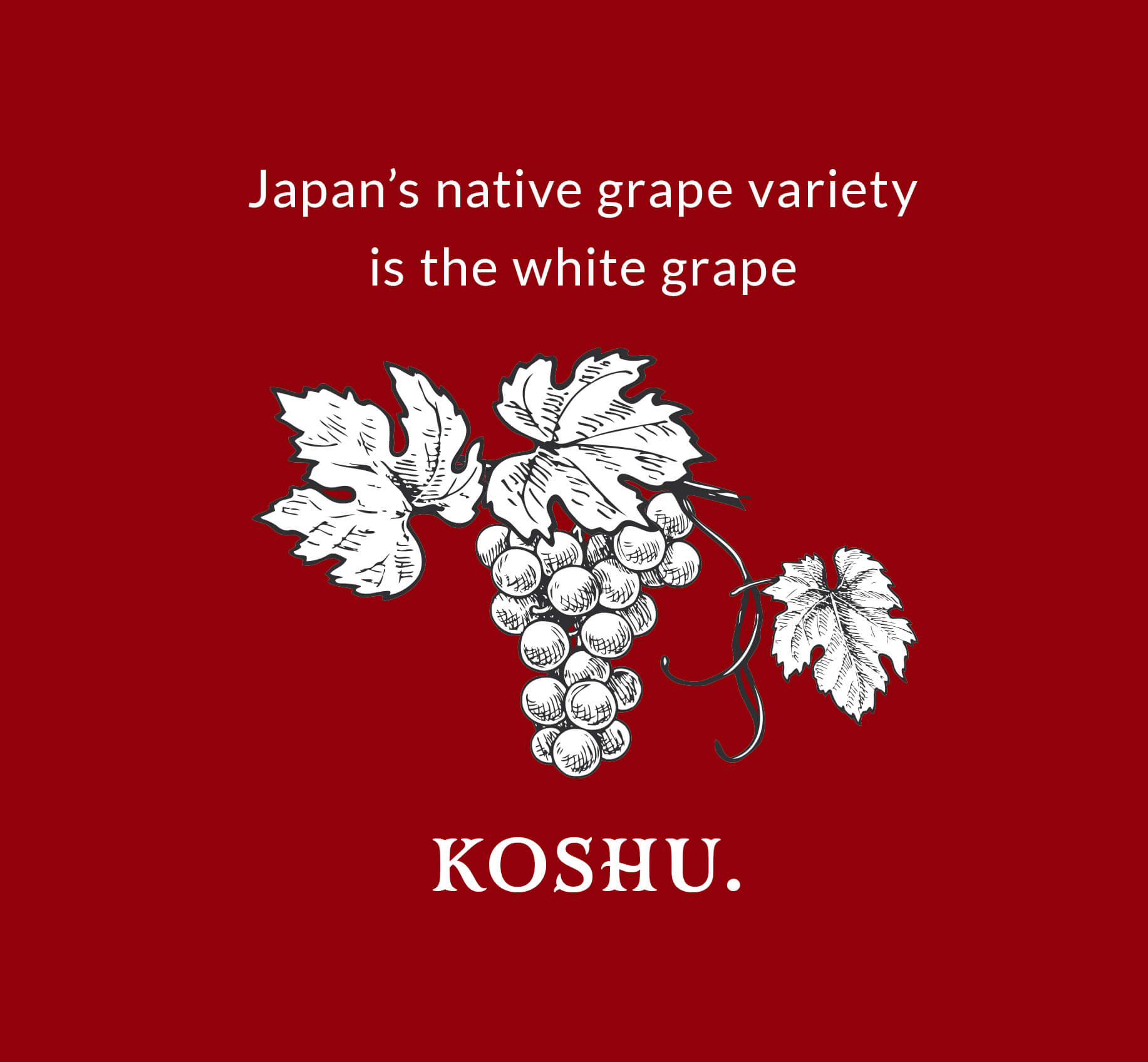 Japan's native grape variety is the white grape Koshu.