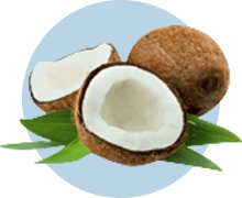 Coconut