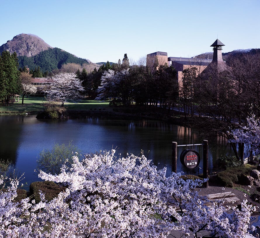 Miyagikyo distillery, surrounded by cherry blossom