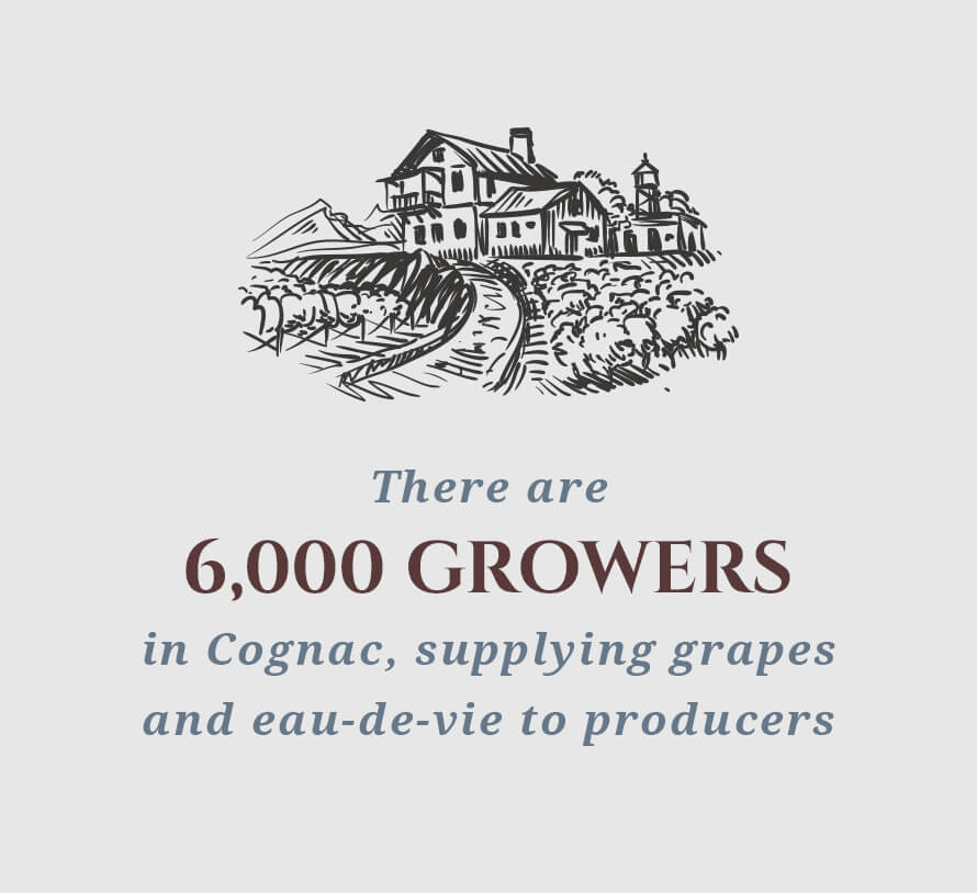 There are 6,000 growers in Cognac, supplying grapes and eau-de-vie to producers